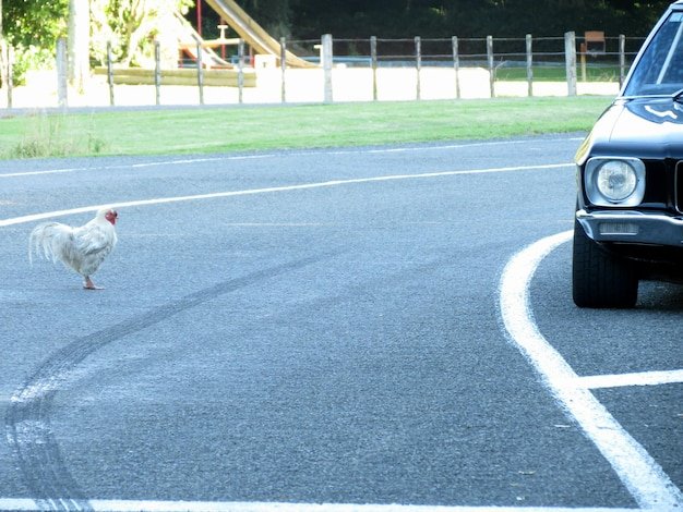 Image: Chicken Road: het populaire gokspel met een grote jackpot in Nederland