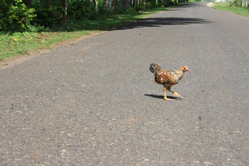 Descubre el Juego de Azar de la Carretera del Pollo en España in Spain Descubre el Juego de Azar de la Carretera del Pollo en España in Spain