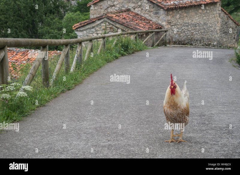 Migliore chicken road ufficiale a Italy